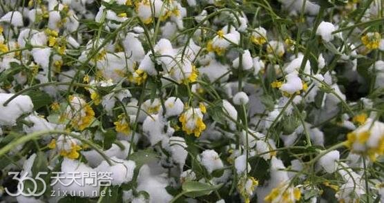 倒春寒的危害有哪些