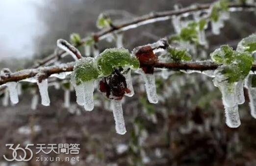 倒春寒是每年都有吗