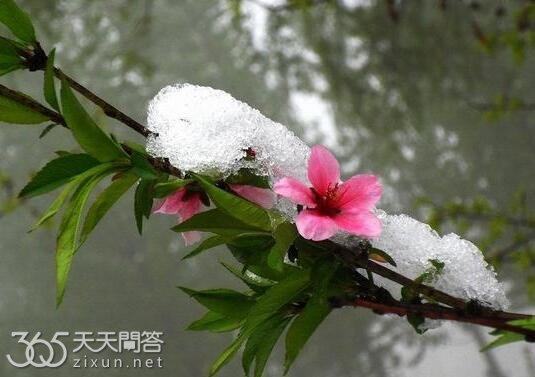 倒春寒是不是比冬天冷