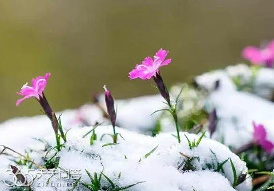 倒春寒一般持续多久