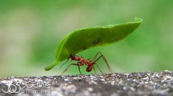 蚂蚁为什么能举起很重的东西