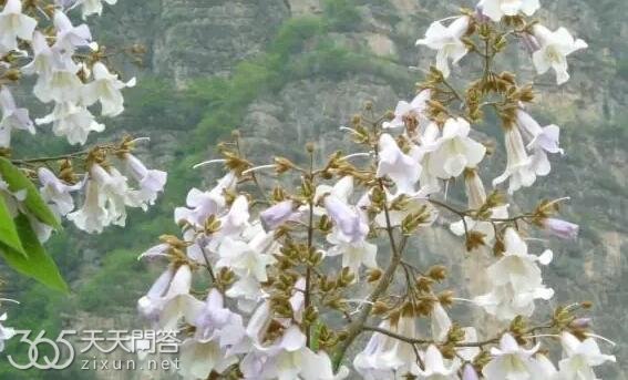 清明节会开什么花