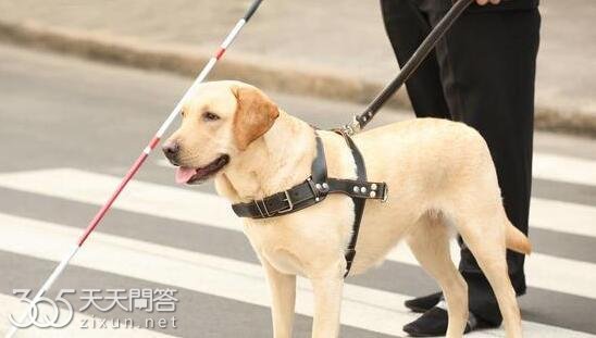 导盲犬一般是什么品种