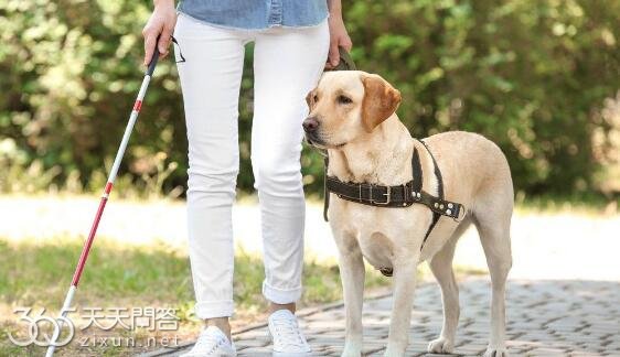 导盲犬是自费还是免费
