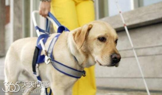 导盲犬是根据什么来区别红绿信号灯的