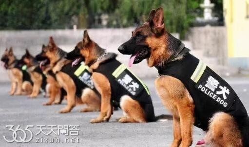 警犬一般是什么品种