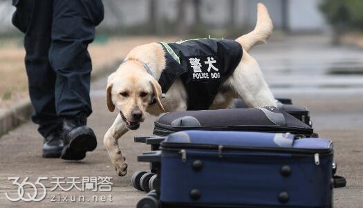 警犬是怎么筛选出来的