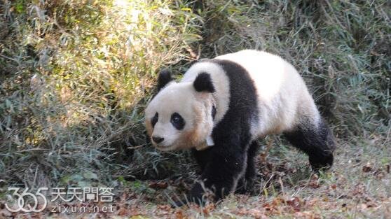 熊猫野培什么意思