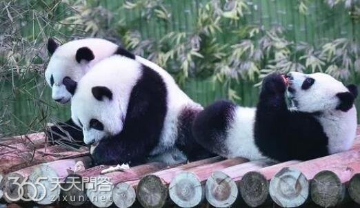 萌帅酷的爸爸妈妈是谁