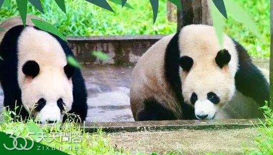 灵岩迈迈是亲兄弟吗