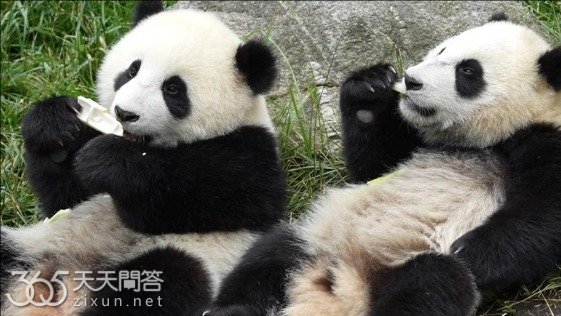 熊猫贤贤儿子为什么是蕊蕊带