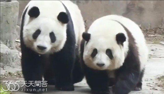熊猫和叶和花为什么还不分开住在一起
