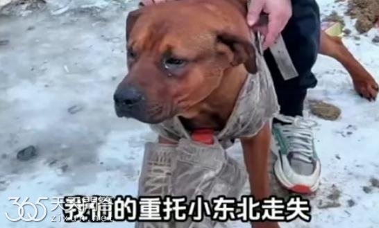 西北刀客的狗小东北找到了吗