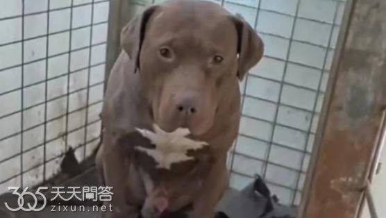 西北刀客重托是什么意思
