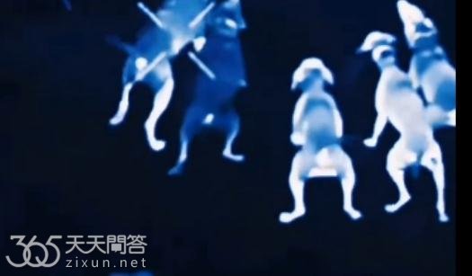 西北刀客里面有母狗吗