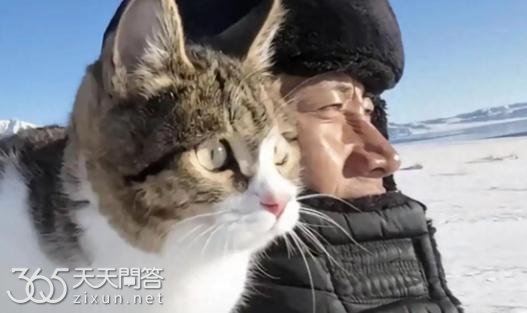 赵朔悟空是什么猫