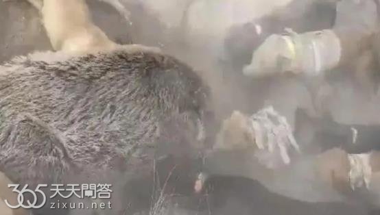 西北刀客是干什么的