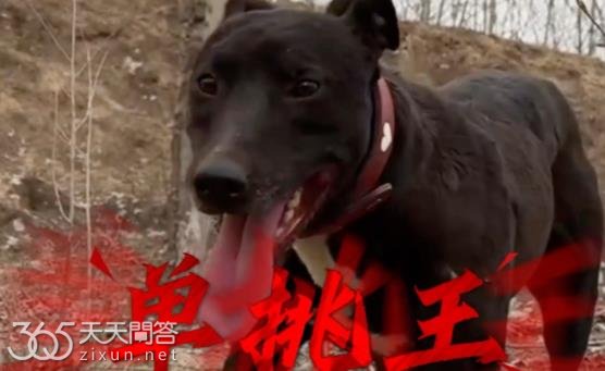 西北刀客单挑王是什么狗