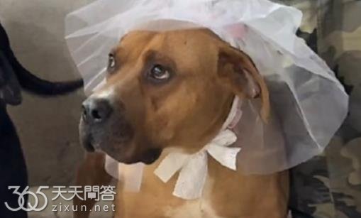 西北刀客甩姐什么品种的狗